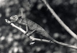 Chameleon by Frederick William Bond